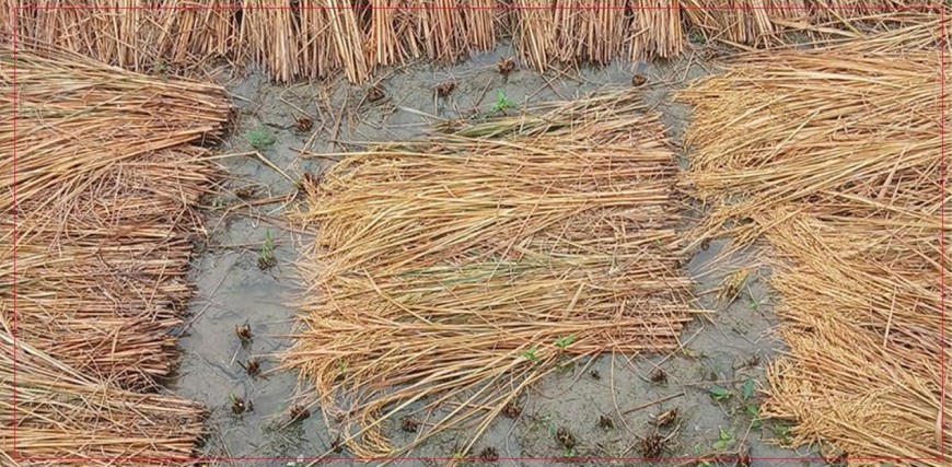 ढुसी लागेको पराल वा ढुटो, चोकर पशुपन्छीलाई खुवाइरहनु भएको छ ?