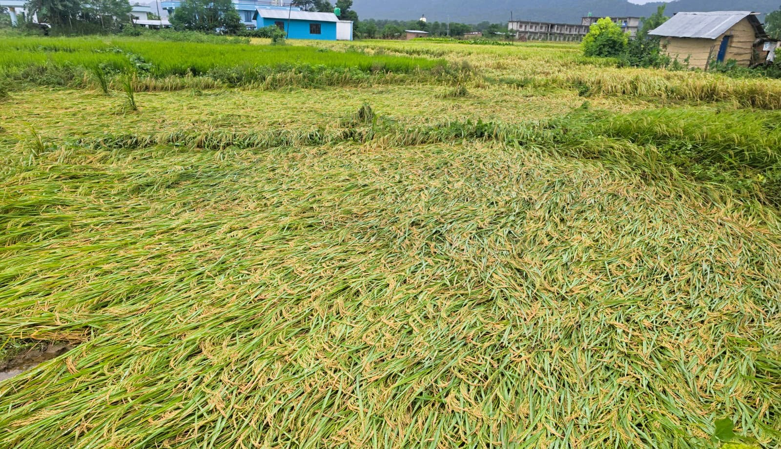 धानबालीमा निरन्तरको पानी र हावाहुरीका कारण क्षति पुगेपछि किसान चिन्तित