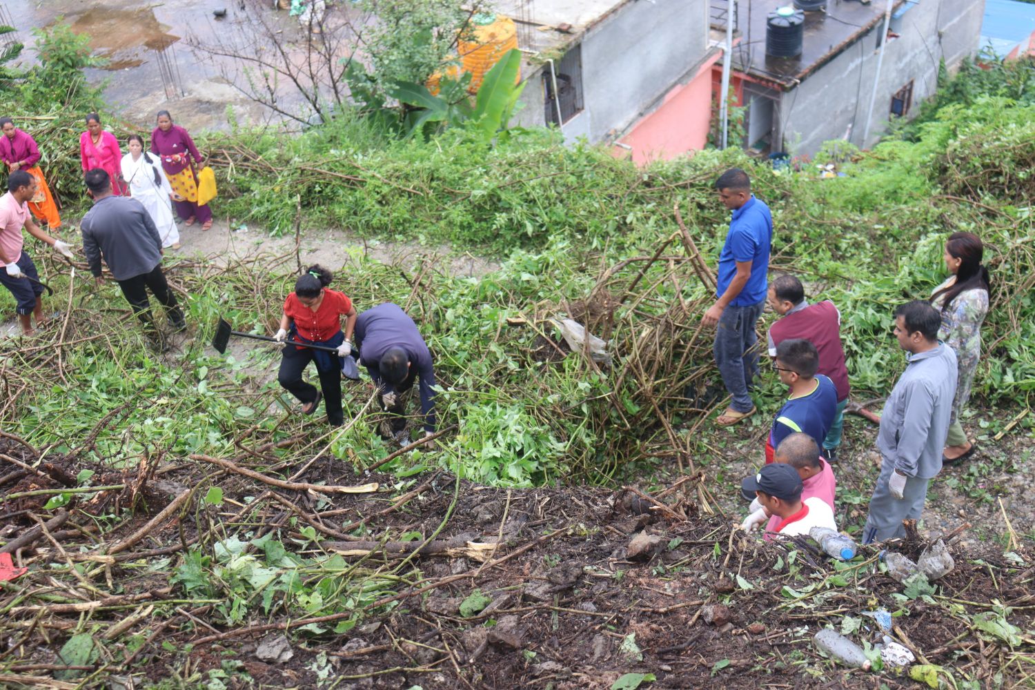 सल्यानमा मिचाहा प्रजातिको झार नियन्त्रणका लागि अभियान सुरु