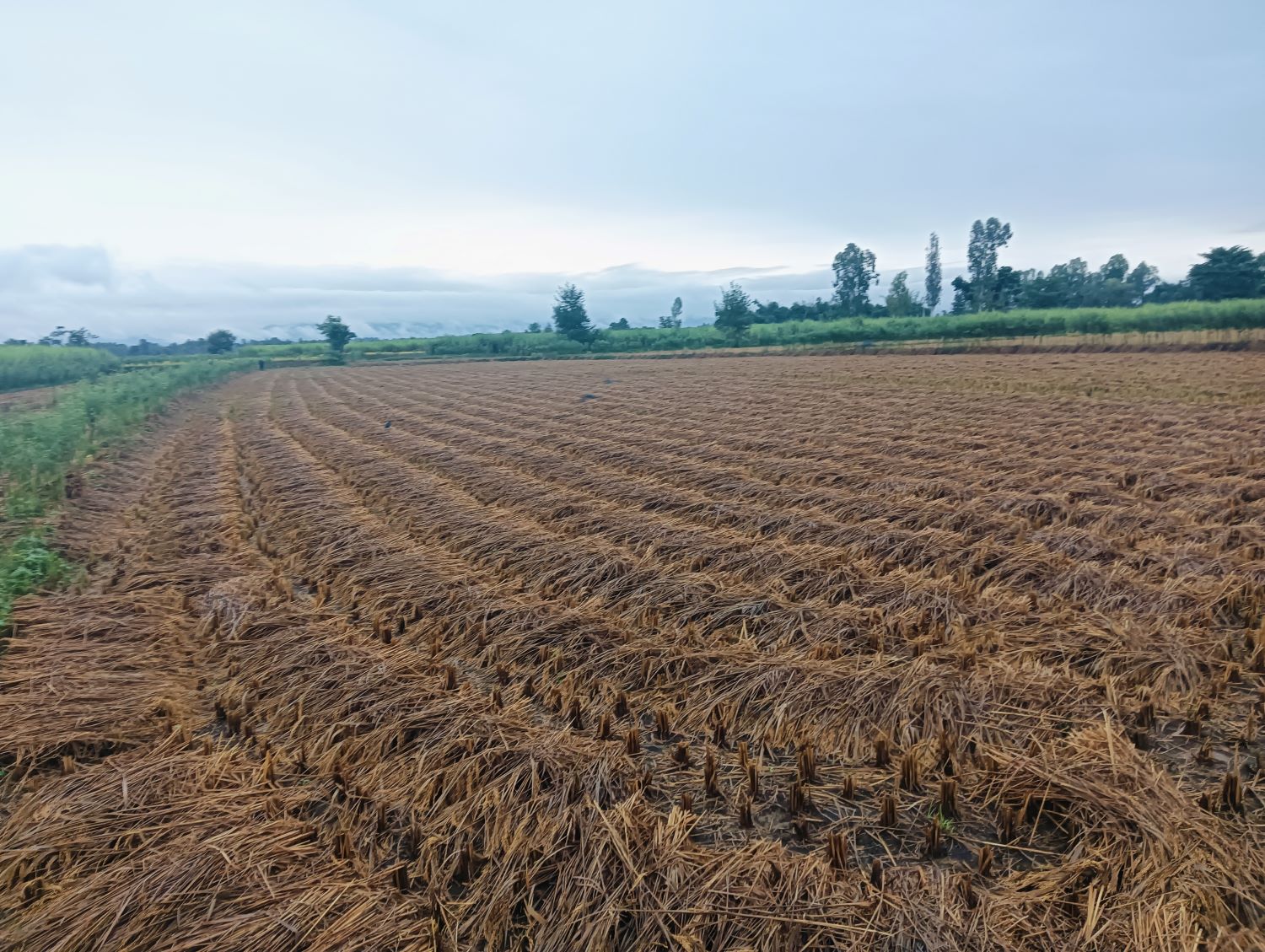 सुकाइराखेको पाँजा र काट्न ठिक्क भएको धान भिजेपछि किसान चिन्तामा 