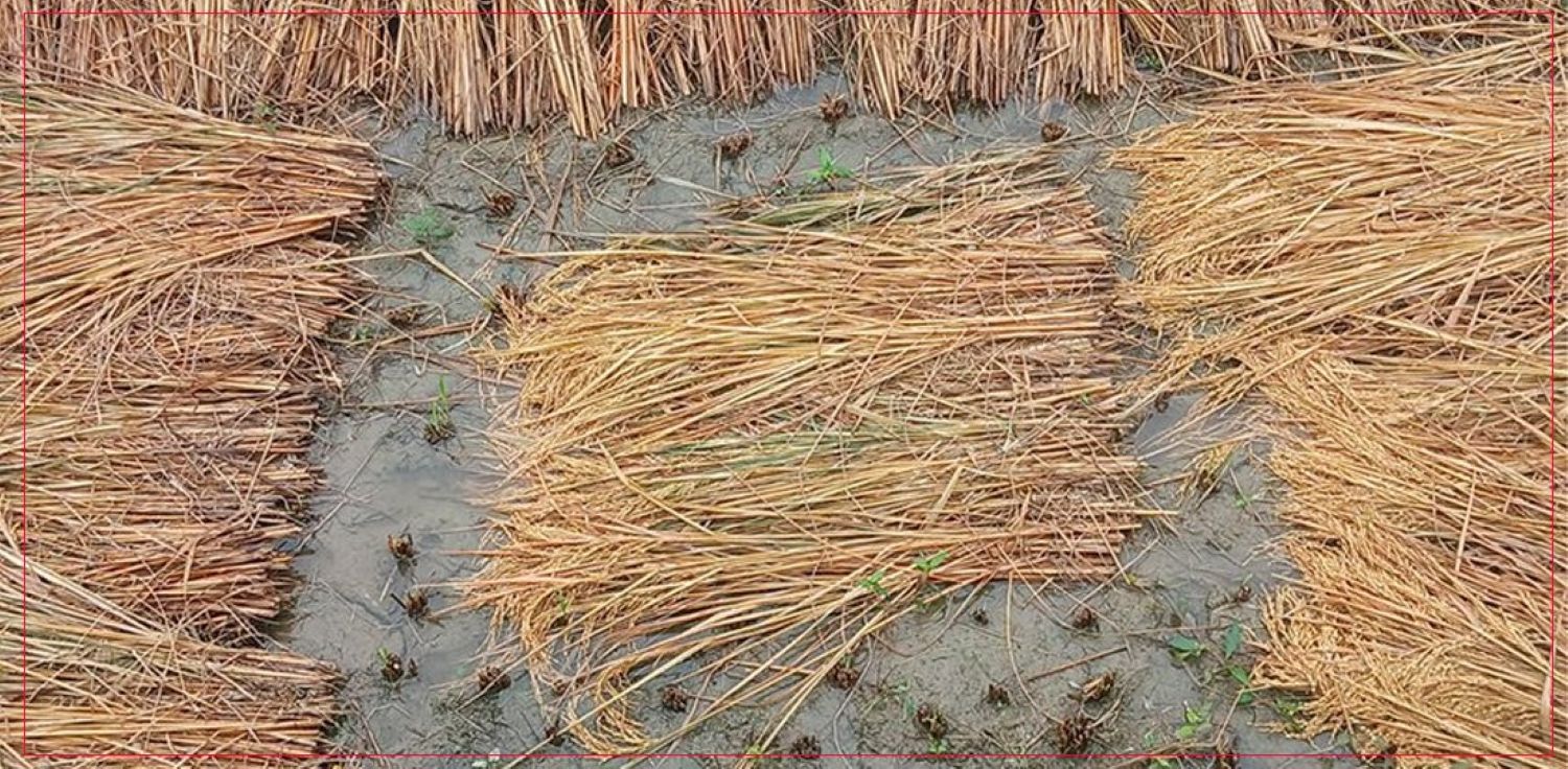 ढुसी लागेको पराल वा ढुटो, चोकर पशुपन्छीलाई खुवाइरहनु भएको छ ?