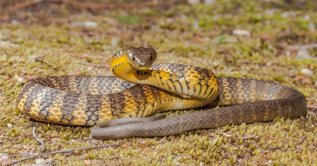 snake_advice_WIRES_BLOG-1754217428.jpg